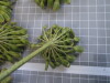 Thumbnail IMG_0829.JPG 