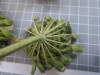Thumbnail IMG_0830.JPG 