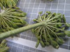 Thumbnail IMG_0831.JPG 