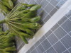 Thumbnail IMG_0833.JPG 