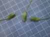 Thumbnail IMG_0835.JPG 