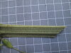 Thumbnail IMG_0837.JPG 