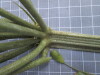 Thumbnail IMG_0838.JPG 