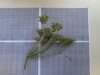 Thumbnail IMG_0839.JPG 