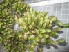 Thumbnail IMG_0840.JPG 