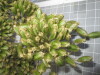 Thumbnail IMG_0841.JPG 