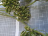 Thumbnail IMG_0842.JPG 