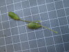 Thumbnail IMG_0843.JPG 