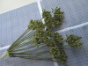 Thumbnail IMG_0844.JPG 