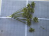 Thumbnail IMG_0845.JPG 