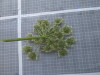 Thumbnail IMG_0846.JPG 