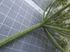 Thumbnail IMG_0848.JPG 