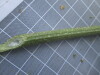 Thumbnail IMG_0849.JPG 