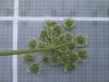 Thumbnail IMG_0850.JPG 