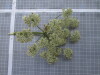 Thumbnail IMG_0851.JPG 