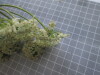 Thumbnail IMG_0854.JPG 