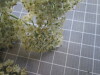 Thumbnail IMG_0855.JPG 