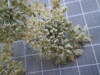 Thumbnail IMG_0857.JPG 