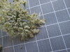 Thumbnail IMG_0858.JPG 