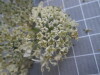 Thumbnail IMG_0860.JPG 
