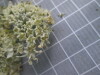 Thumbnail IMG_0861.JPG 