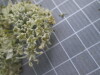 Thumbnail IMG_0862.JPG 