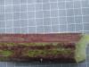 Thumbnail IMG_0864.JPG 