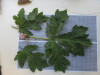 Thumbnail IMG_0872.JPG 