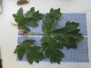 Thumbnail IMG_0873.JPG 
