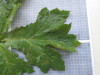 Thumbnail IMG_0874.JPG 