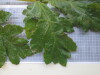 Thumbnail IMG_0875.JPG 