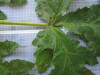 Thumbnail IMG_0876.JPG 