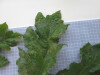 Thumbnail IMG_0877.JPG 