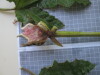 Thumbnail IMG_0878.JPG 