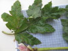 Thumbnail IMG_0879.JPG 