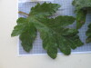 Thumbnail IMG_0880.JPG 