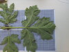 Thumbnail IMG_0881.JPG 