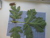 Thumbnail IMG_0882.JPG 