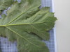 Thumbnail IMG_0883.JPG 