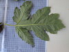 Thumbnail IMG_0884.JPG 