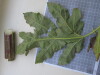 Thumbnail IMG_0885.JPG 