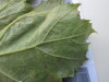 Thumbnail IMG_0886.JPG 
