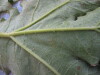 Thumbnail IMG_0887.JPG 
