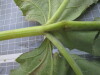 Thumbnail IMG_0888.JPG 