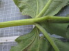 Thumbnail IMG_0889.JPG 
