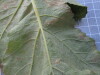 Thumbnail IMG_0890.JPG 