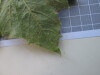 Thumbnail IMG_0891.JPG 