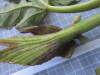 Thumbnail IMG_0892.JPG 