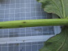 Thumbnail IMG_0893.JPG 