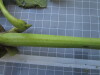 Thumbnail IMG_0894.JPG 